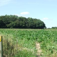 Edwardstone Woods