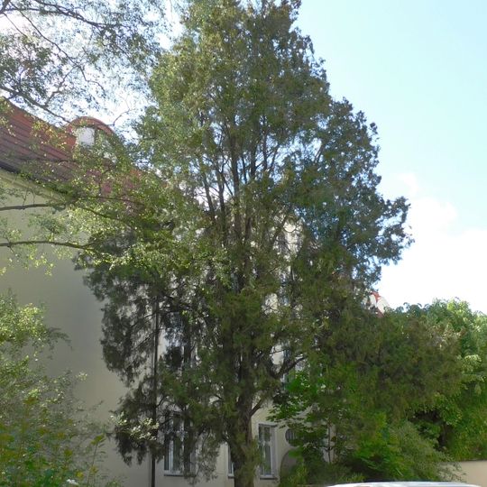 Pomnikowy żywotnik przy ulicy Chopina 37