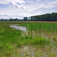 Rotbauchunken-Vorkommen Strothe/Almstorf