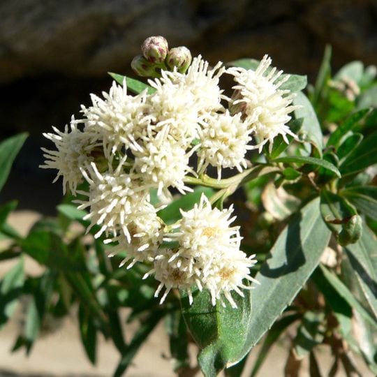 Jardín botánico La Carolina