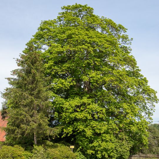 Bergahorn in Greifendorf