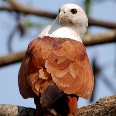 Parco nazionale di Percy Isles