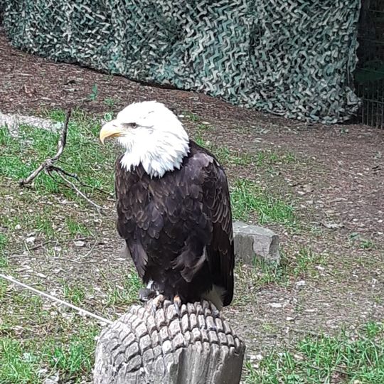 Falknerei Bergisch Land