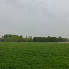 Bellevuebos