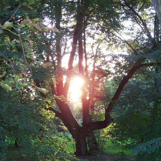 Park dworski w Ptakowicach