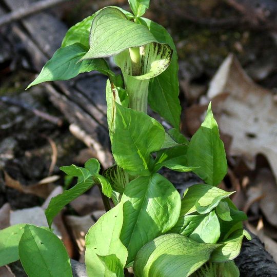 Centro de Naturaleza de New Canaan