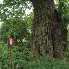 Lípa velkolistá v Brništi