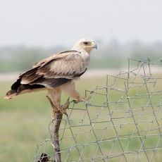 Tal Chhapar Sanctuary