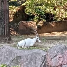 アラビアオリックス