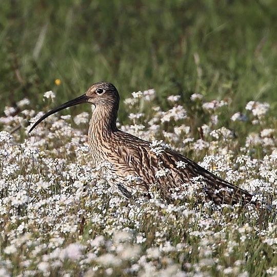 Mettenbacher, Grießenbacher und Königsauer Moos