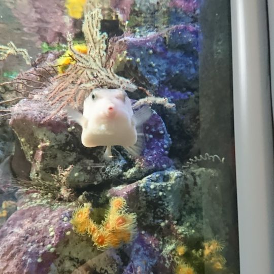 Shin Enoshima Aquarium