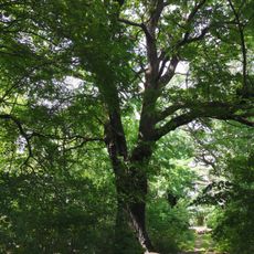 Naturdenkmal Schindeleiche am Alten Sempelsteich