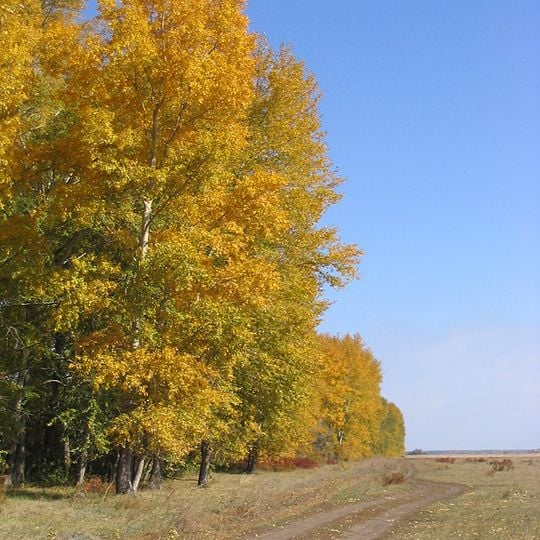 Kulunda Steppe