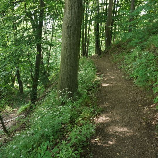 Posázavské bučiny