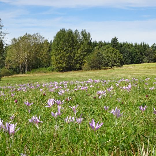 Tiefenbachwiesen bei Rommerode