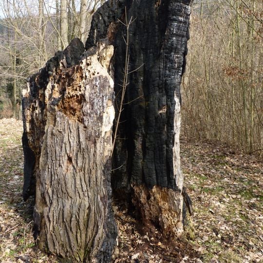 Lípa srdčitá v Lomnici