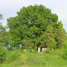 Quercus robur in Beglež