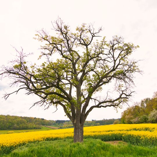 1 Birnbaum Kühbergsrain