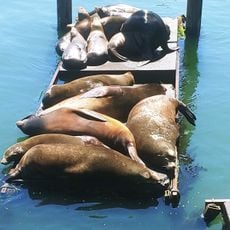 Oregon Undersea Gardens