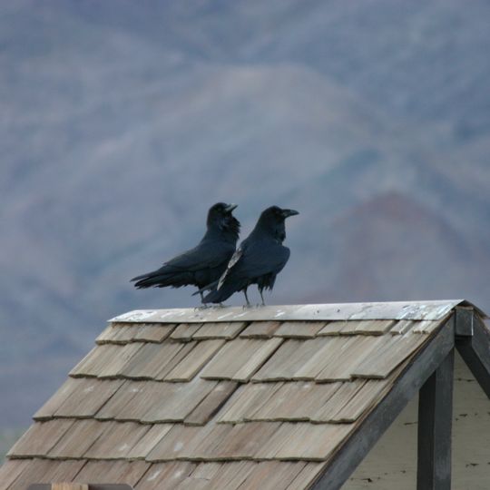 Stovepipe Wells Campground