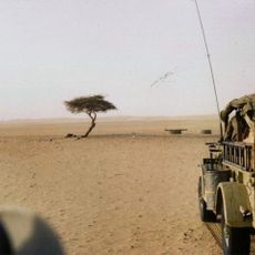 Acacia van Ténéré