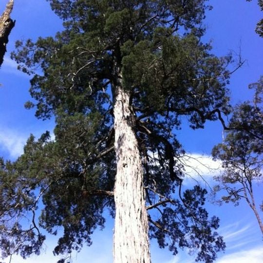 Monumento natural Lahuen Ñadi