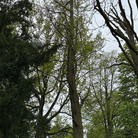 3 Ginkgos Botanischer Garten