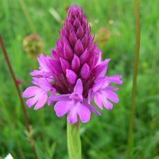Rough Bank, Miserden