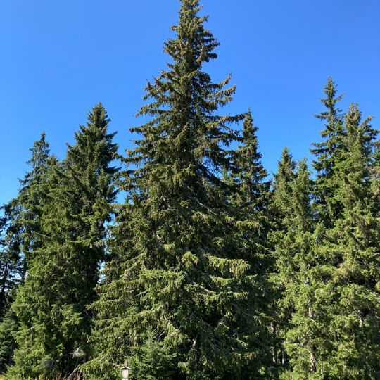 Smrk pod Hrnčířskými Boudami