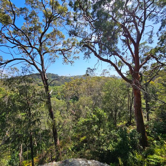 Angophora Reserve