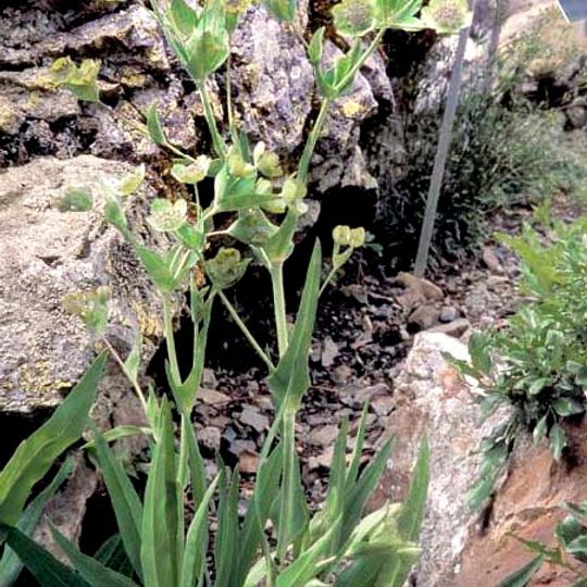 Jardín Botánico del Tourmalet