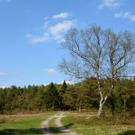 Sandergebiet westlich von Brammerau