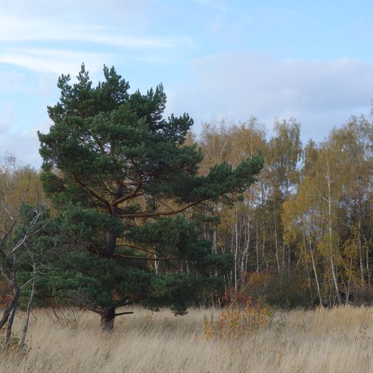 Kališťské louky a mokřady