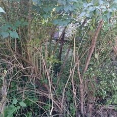 Kříž v Hlivíně u rybníka