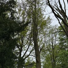 3 Ginkgos Botanischer Garten