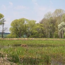 Radomilická mokřina