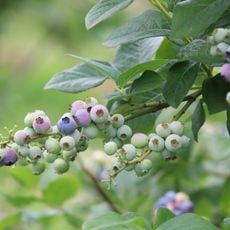 Tuckerberry Hill Blueberry Farm