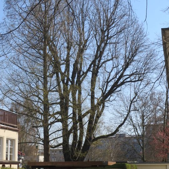 Stiel-Eiche Gabrielenstraße 49