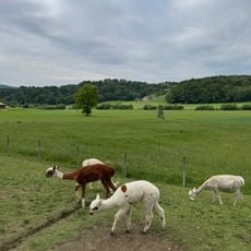 Alpaka Farm Croatia