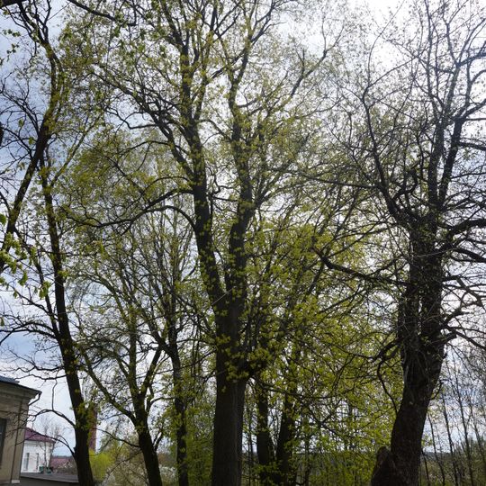 Віковічні дерева