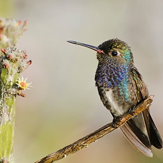 Boa Nova national park