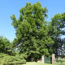 Plague tilia