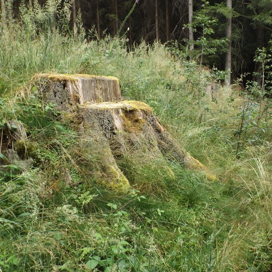 Smrky v lese u Heřmanče