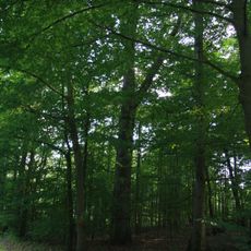 Lípa u hájenky Černá blata