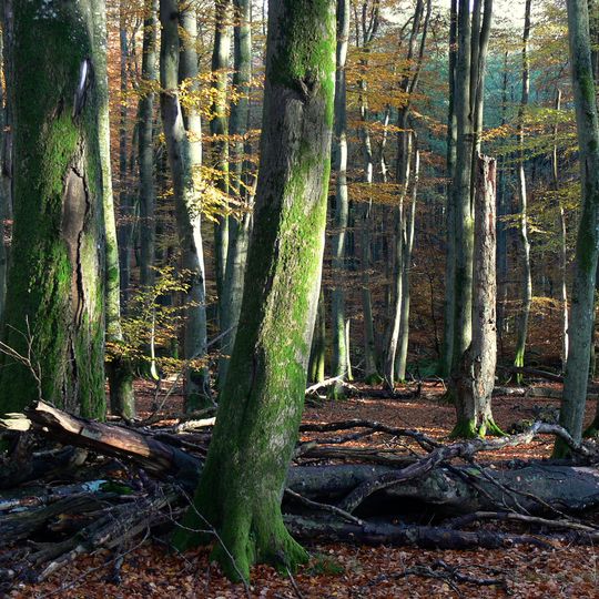 Rezerwat przyrody Darżlubskie Buki