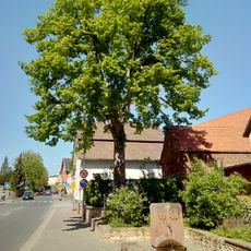 Prinzregent Luitpold-Linde