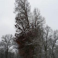 Tisovec v Dolní Lukavici