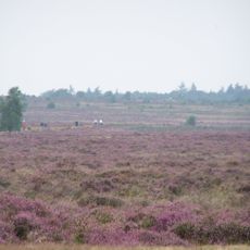 Terrein waarin vijf grafheuvels