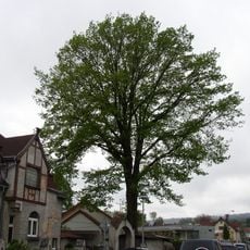 Dub v Kostelní ulici