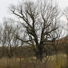 Dub v třešnové rovci